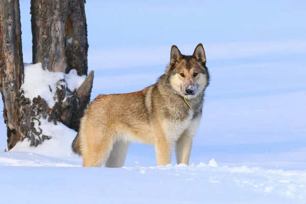 La Laïka de Sibérie occidentale. Chien hiver dans la forêt — Photo