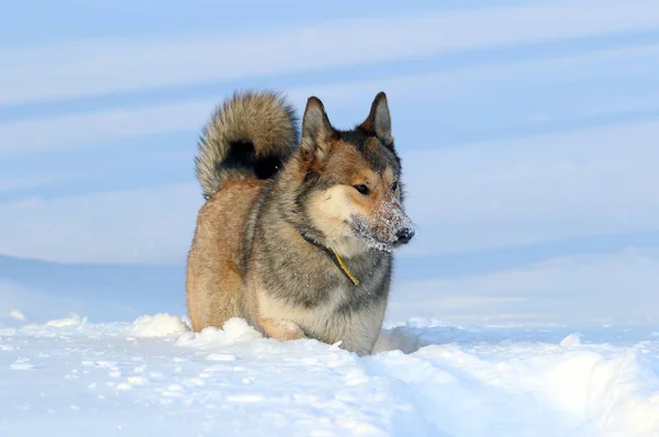 La Laïka de Sibérie occidentale. Chien de chasse prudent — Photo