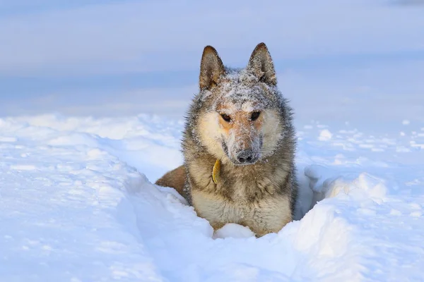 La Laïka de Sibérie occidentale. Chien de chasse gros plan de neige — Photo