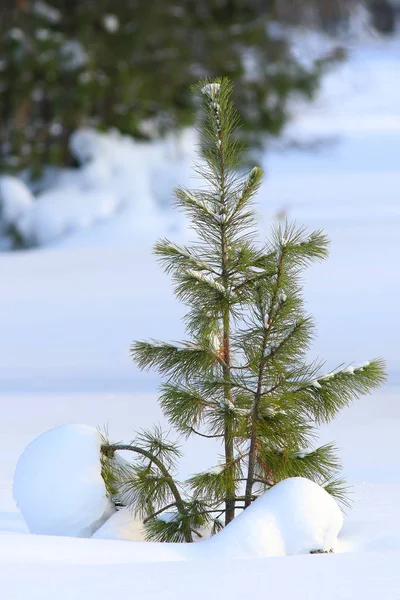 Pino en un bosque nevado —  Fotos de Stock