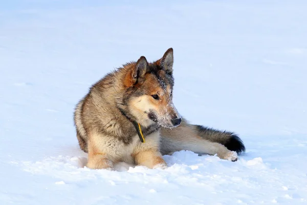ウエスト ・ シベリアン ・ ライカ。シベリア北部の狩猟犬 — ストック写真