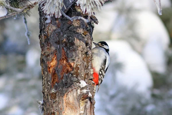 Dendrocopos major. Grande pica-pau manchado no inverno no woo — Fotografia de Stock