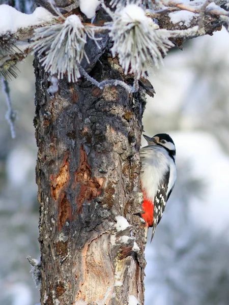 Dendrocopos major. Великий пятнистый дятел в снежном лесу на — стоковое фото