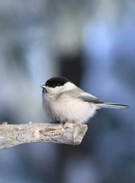 Poecile montanus. Uccello in una giornata gelida in Siberia — Foto Stock