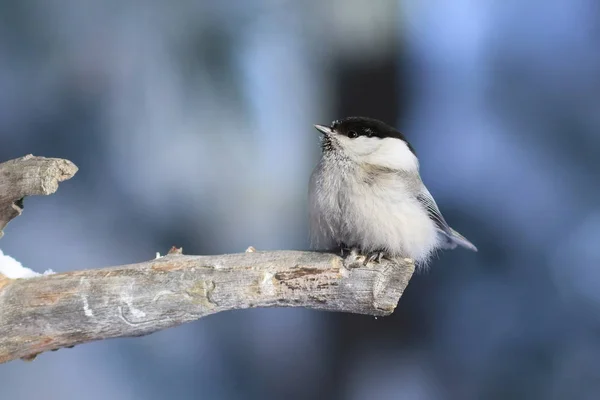 Poecile montanus. Uccello in un giorno d'inverno a Yamal — Foto Stock