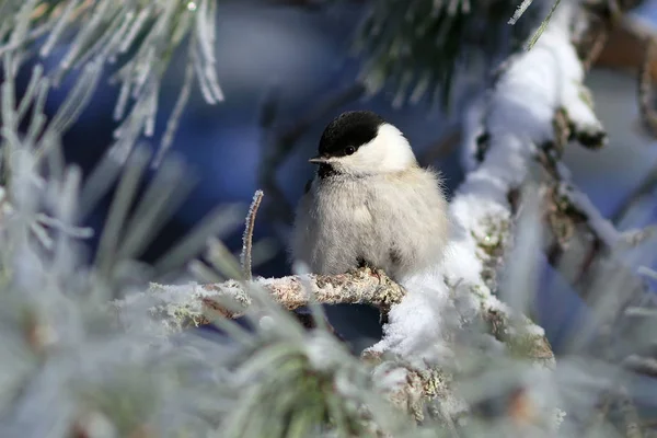 Poecile montanus. Fågel på en frostig dag i barrskogen — Stockfoto