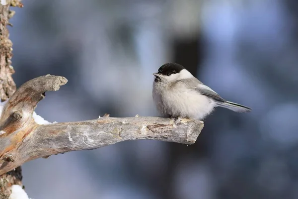 Poecile montanus. Un uccello nella foresta — Foto Stock