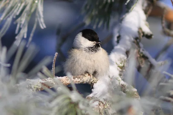 Poecile montanus. Willow tit closeup on pine — Stockfoto