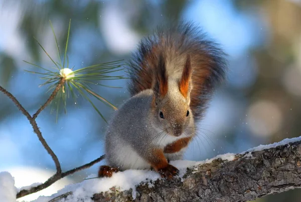 Sciurus vulgaris. Red squirrel sitting on the dry branch of the — Stock Photo, Image