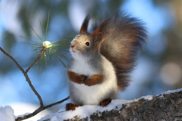 Sciurus vulgaris. Ardilla roja en invierno en las ramas de una ce —  Fotos de Stock