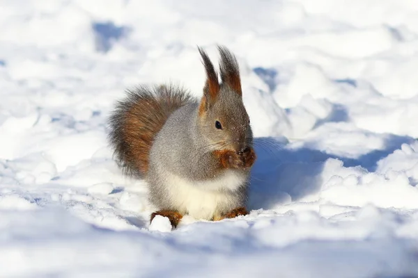 stock image Sciurus vulgaris. Red squirrel in the snow eating nuts