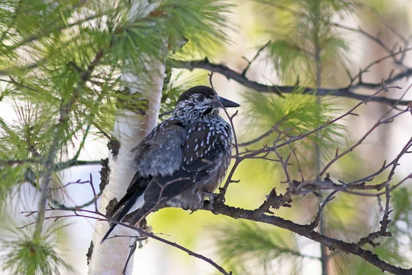 Bird Nutcracker is resting on birch — Stock Photo, Image