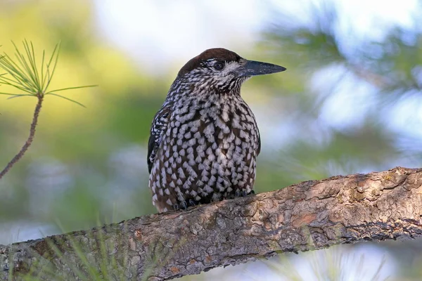 Bird Nutcracker is resting on the cedar — Stock Photo, Image