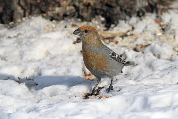 Enucleador de Pinicola. Las aves hembras en Siberia —  Fotos de Stock
