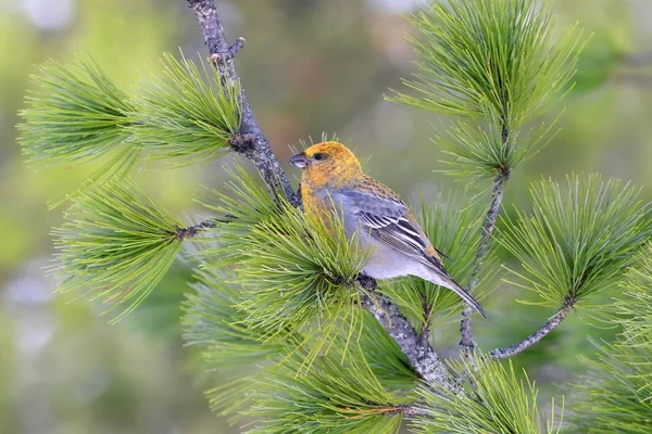 Il becco di pino femmina primo piano nella taiga siberiana — Foto Stock