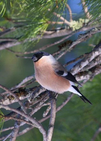 A female bullfinch in the Siberian taiga — Stock Photo, Image