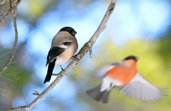 The female sits on the branch and a male bullfinch in flight — Stock Photo, Image