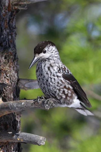 Quebra-Nozes de Pássaro na taiga siberiana no fundo do pinheiro — Fotografia de Stock