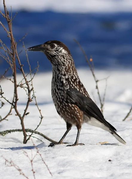 Fågel Nötknäpparen i sibiriska taigan i snön — Stockfoto