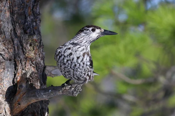 Ptaków orzechówka na suchej gałęzi cedru — Zdjęcie stockowe