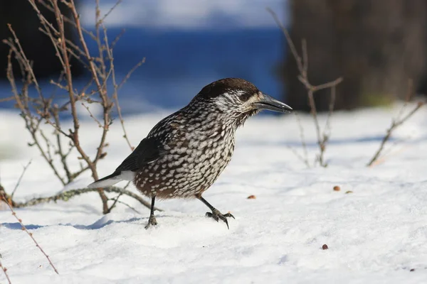 Ptaków orzechówka w syberyjskiej tajdze zimą — Zdjęcie stockowe