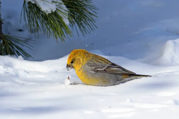 Enucleador de Pinicola. Una hembra buscando comida en la nieve —  Fotos de Stock