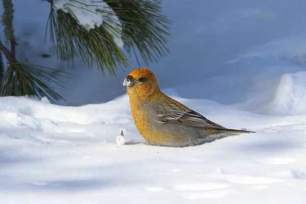 Enucleador Pinicola. As aves fêmeas no fundo da neve — Fotografia de Stock
