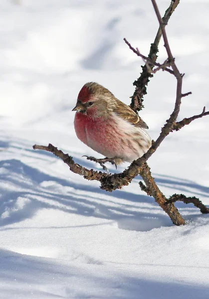 Carduelis flammea. Rotkehlchen im Winter gegen Schnee — Stockfoto