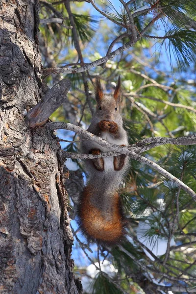 Sciurus vulgaris. Red squirrel on a Sunny day in Siberia — Stock Photo, Image
