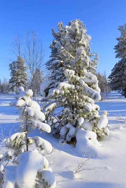 Sessizce karlı orman Yamal Yarımadası