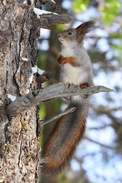 The red squirrel jumps on the trunk of cedar — Stock Photo, Image