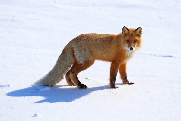 Vulpes vulpes. Red Fox в зимний день в Ямале — стоковое фото