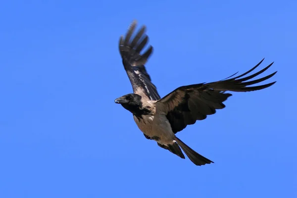 Corvus cornix. Gökyüzünde karga yakın çekim — Stok fotoğraf