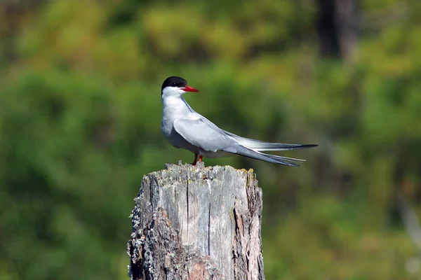 Sterna paradisaea. Noordse Stern op een zonnige zomerdag in Noord — Stockfoto