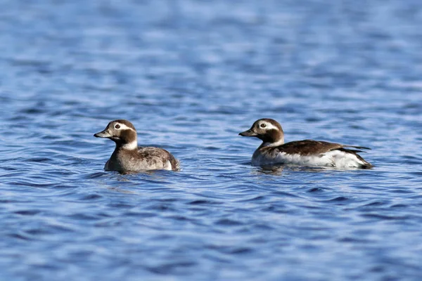 Clangula hyemalis. Pato de cauda longa nadando em um dia de verão em — Fotografia de Stock