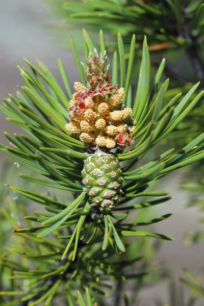 Pinus sylvestris. Gren av furu med blomställning och grön co — Stockfoto