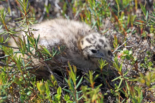 Larus heuglini. Un gabbiano bambino sponda piccante del lago sullo Yamal — Foto Stock