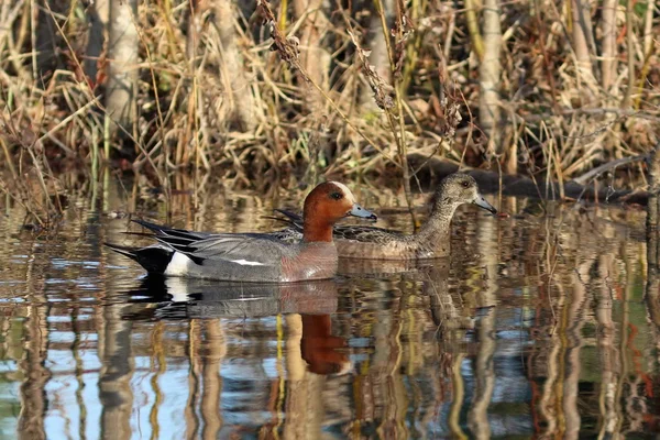 Αρσενικά και θηλυκά wigeons στο νερό για την άνοιξη της Σιβηρίας — Φωτογραφία Αρχείου