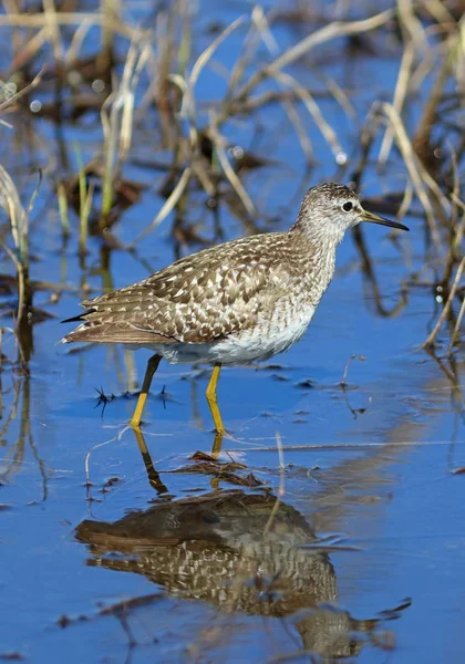 Wood sandpiper in coastal thickets looking for food — Stock Photo, Image