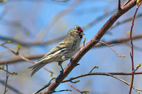 Carduelis flammea. Zbliżenie samiec ptaków na drzewo — Zdjęcie stockowe