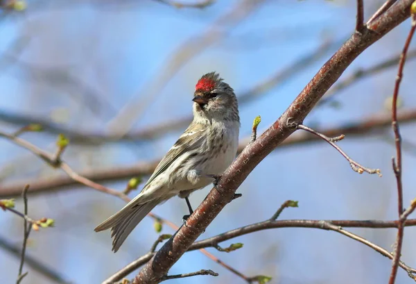 Carduelis flammea. Aves macho en árbol de primavera —  Fotos de Stock