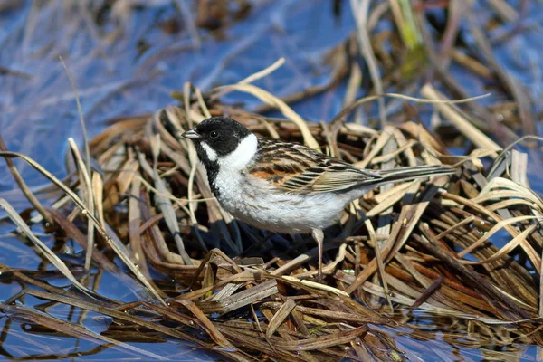 Reed Buntings masculino na primavera no norte da Sibéria — Fotografia de Stock