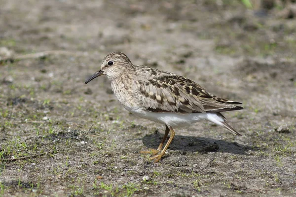 Calidris temminckii. Jespák šedý za letního dne na Jamal — Stock fotografie