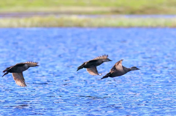 Melanitta nigra. Pato preto scoter em voo sobre o lago — Fotografia de Stock