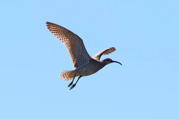 Numenius phaeopus. Whimbrel no fundo do céu — Fotografia de Stock