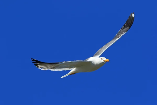 Larus heuglini Heuglin 's Gull close up pairando no céu — Fotografia de Stock