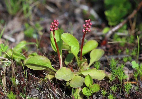 Pyrola küçük. Tomurcukları erken yaz aylarında bitki — Stok fotoğraf