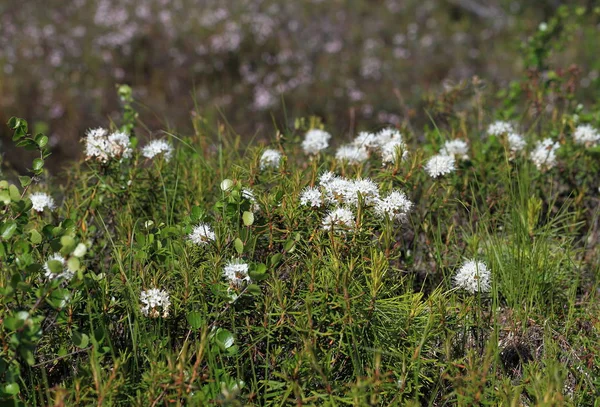 Ledum palustre. Δεντρολίβανο marsh κινηματογραφήσεων σε ένα βάλτο στη Σιβηρία — Φωτογραφία Αρχείου