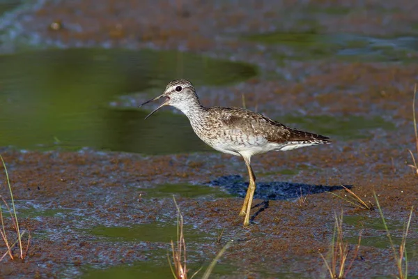 Tringa glareola. Waldwasserläufer aus nächster Nähe auf der Halbinsel Yamal — Stockfoto