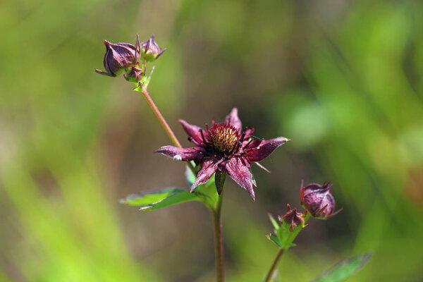 Comarum palustre. Purple flowers of marsh cinquefoil summer on t